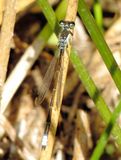 Plains Forktail