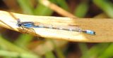 Tule Bluet