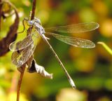 Spotted Spreadwing