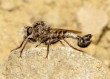 Genus Efferia