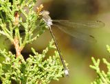 Great Spreadwing