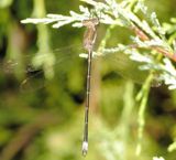 Great Spreadwing