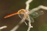 Autumn Meadowhawk