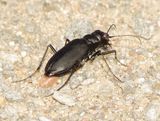 Large Grassland Tiger Beetle