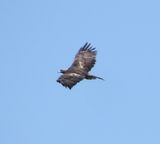 Golden Eagle