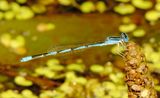 Double-Striped Bluet