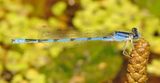 Familiar Bluet