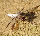 Common Whitetail