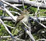 Willow Flycatcher