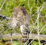 Red-Shouldered Hawk
