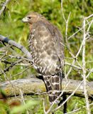 Red-Shouldered Hawk