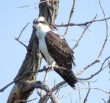 Osprey