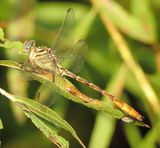 Russet-Tipped Clubtail
