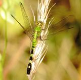 Eastern Pondhawk