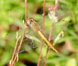 Wandering Glider