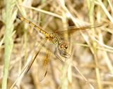 Seaside Dragonlet