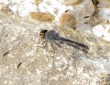 Seaside Dragonlet