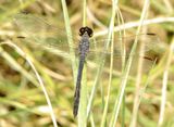 Seaside Dragonlet
