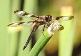 Twelve-Spotted Skimmer