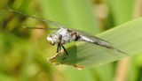 Comanche Skimmer