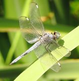 Comanche Skimmer
