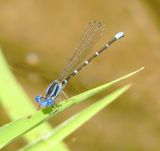 Blue-Ringed Dancer