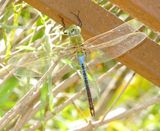 Common Green Darner