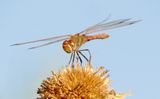 Variegated Meadowhawk