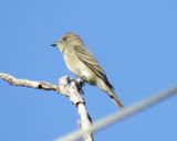 Western Wood Pewee