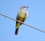 Cassins Kingbird