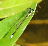 Eastern Forktail