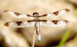 Twelve-Spotted Skimmer