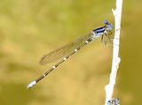 Blue-Ringed Dancer