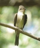 Western Wood Pewee