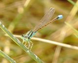 Desert Forktail