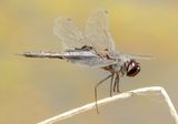 Black Saddlebags
