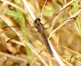 Slaty Skimmer
