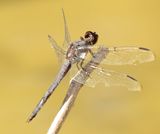 Slaty Skimmer