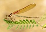 American Rubyspot