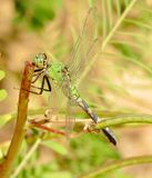 Eastern Pondhawk