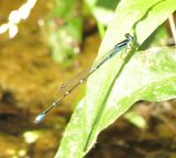 Stream Bluet