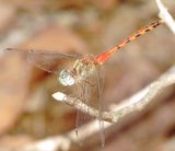 Blue-Faced Meadowhawk