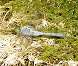 Eastern Pondhawk