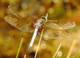 Blue Dasher