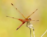 Calico Pennant