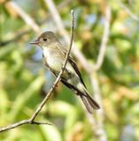 Eastern Wood Pewee
