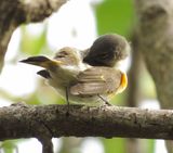 American Redstart