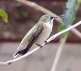 Ruby-Throated Hummingbird