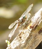 Great Blue Skimmer