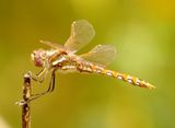 Variegated Meadowhawk